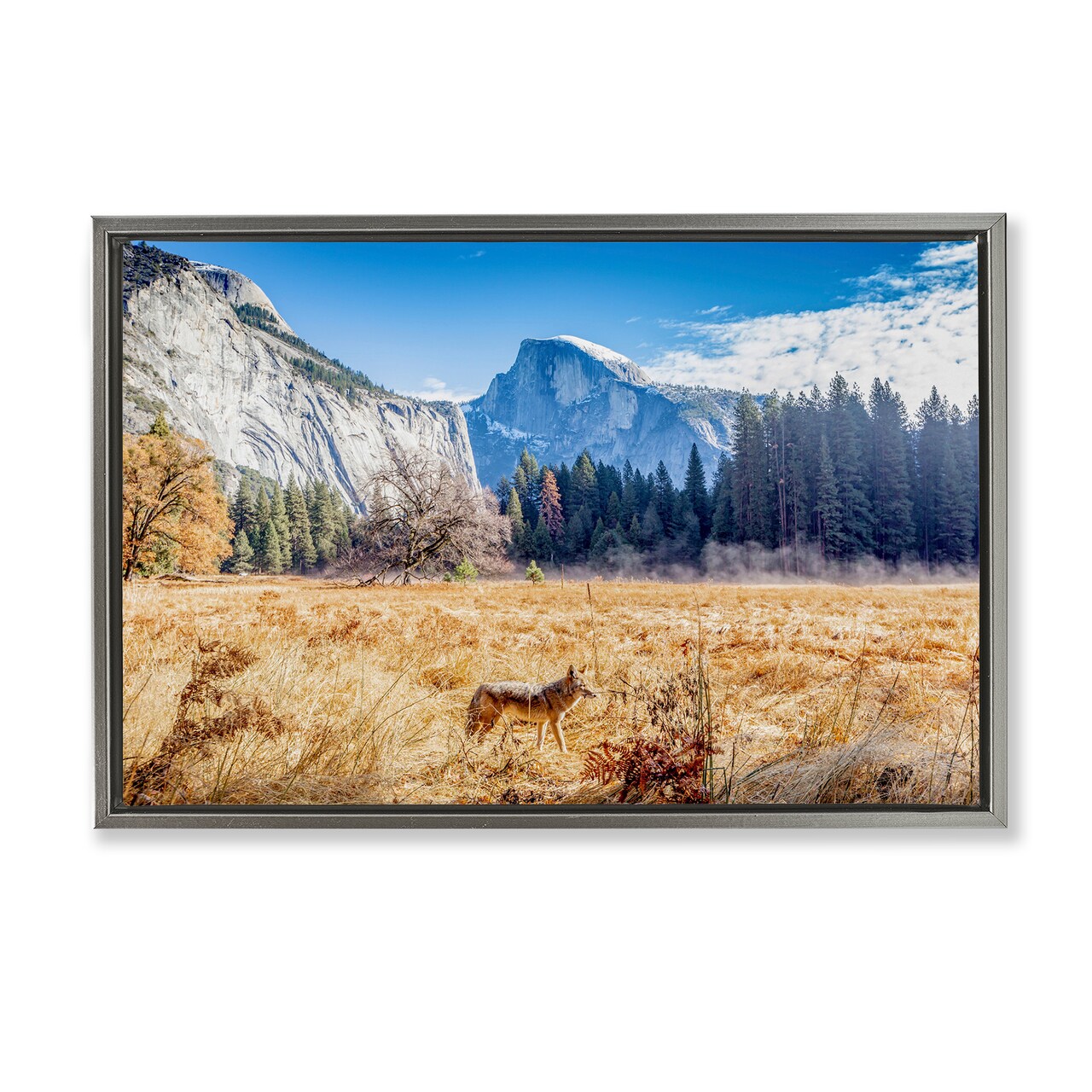 Stupell Industries Coyote in Mountain Prairie Floating Frame, design by Jeff Poe Photography